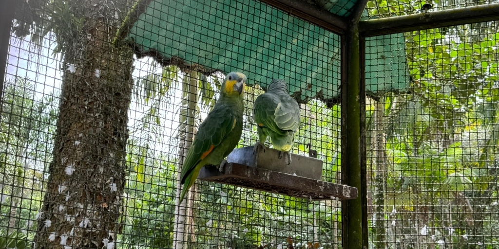 Polícia Federal e Inea resgatam 38 animais silvestres em Cachoeiras de Macacu nesta segunda-feira