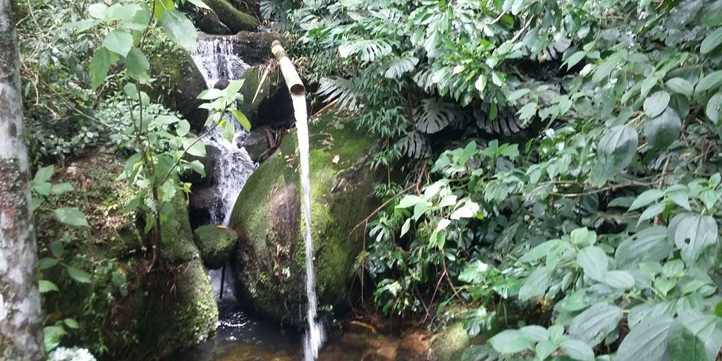 Ação para preservar nascentes de Teresópolis começa no Jardim Serrano neste domingo, 14