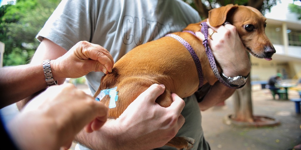 Raiva: sem vacinação para animais, Nova Friburgo disponibiliza doses para humanos