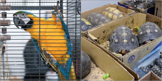 Polícia e Governo do Rio de Janeiro realizam operação histórica contra o tráfico de animais silvestres 
