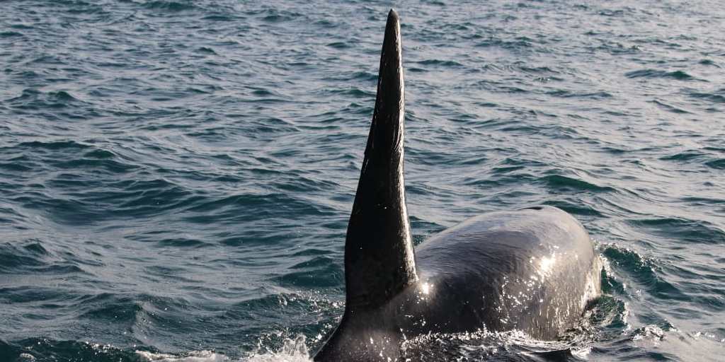Orca surpreende marinheiros e acompanha lancha em Arraial do Cabo