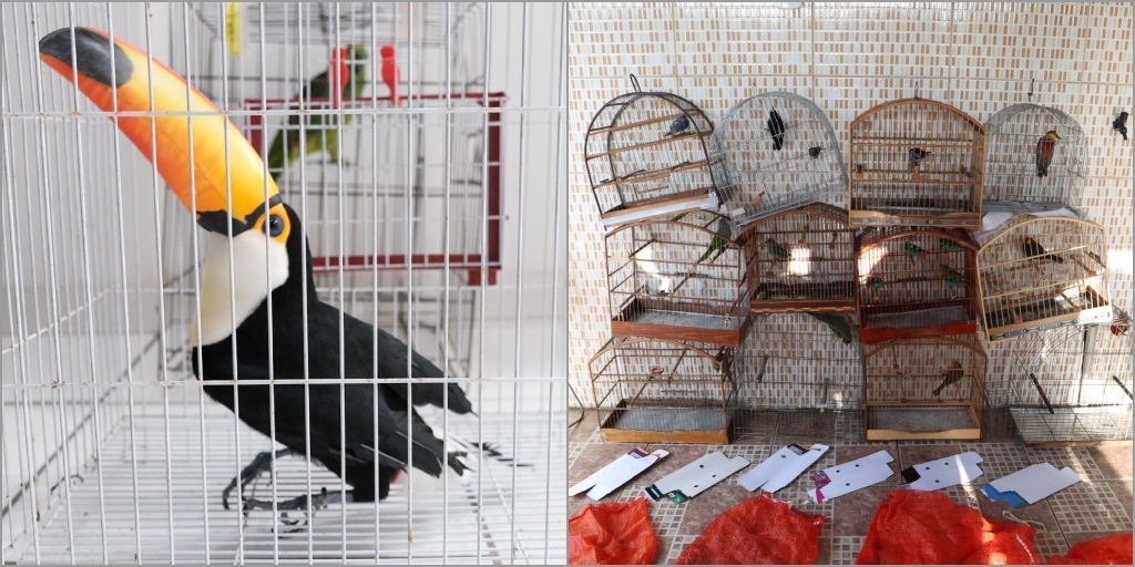 Segundo a polícia, a organização explorava o tráfico de animais no estado do Rio de Janeiro há décadas