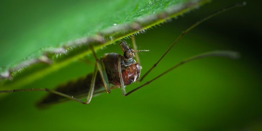 Alvos de chinelos e raquetes mata-mosquitos, será que os insetos sentem dor?