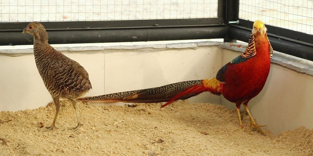Local já recebeu aves silvestres e exóticas