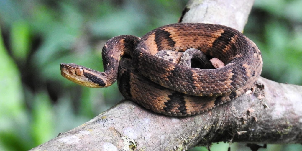 Jararaca, espécie comum da Mata Atlântica, foi resgatada pela Apa Estadual Macaé de Cima 