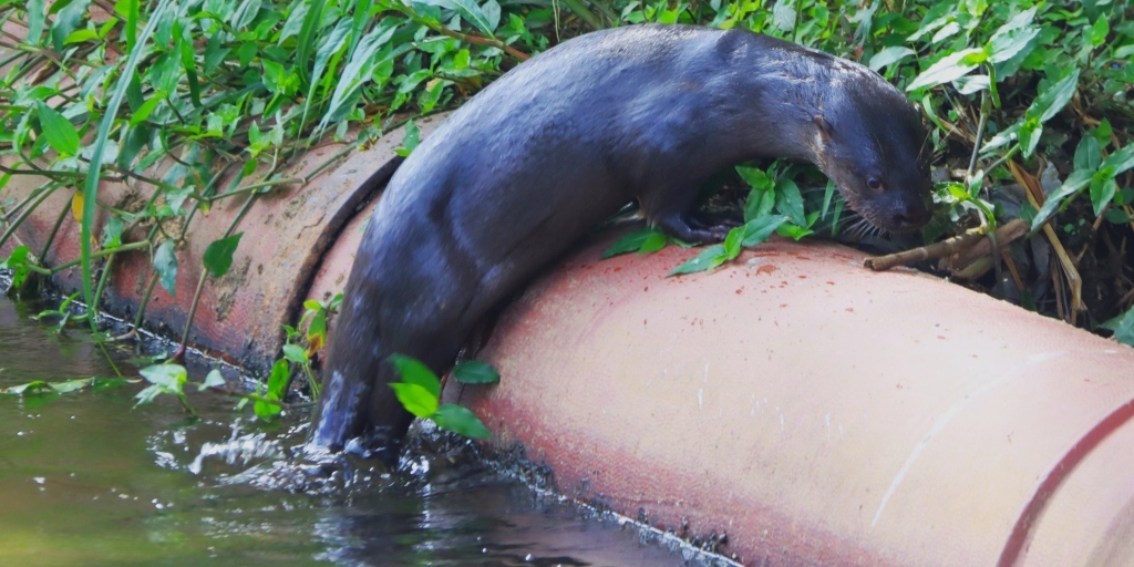 Aparecimento de lontra na região é comum