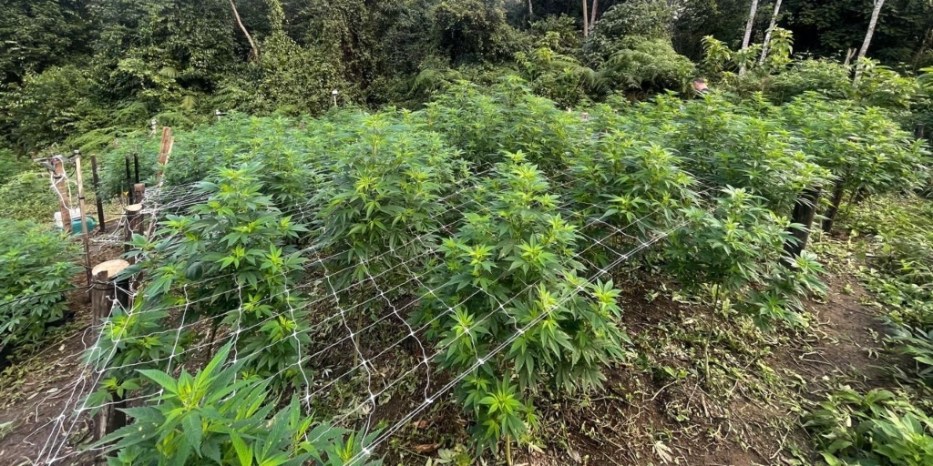 Polícia apreende uma das maiores plantações de Cannabis sativa em Nova Friburgo