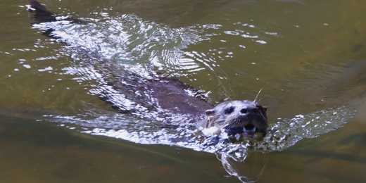 Lontra aparece em pleno centro de Friburgo; biólogo fala sobre aparecimento desses animais