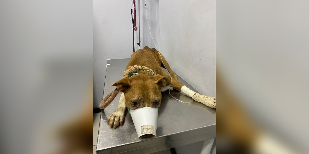 Números da crueldade: mais de 200 denúncias de maus-tratos a animais já foram feitas este ano em Friburgo