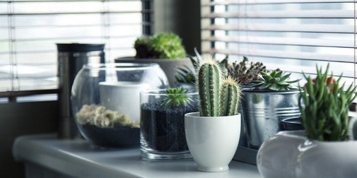Plantas trazem felicidade e boa energia para o ambiente interno ou externo
