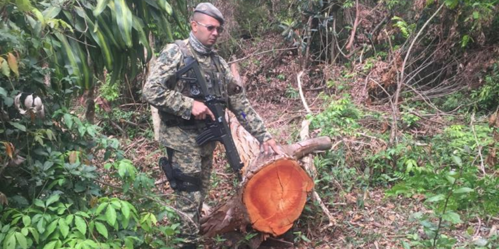 Denúncia em Friburgo: Polícia Ambiental flagra desmatamento no bairro Cônego