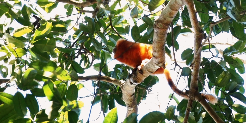 Parque do Mico-Leão-Dourado visa proteger a espécie, que está ameaçada de extinção