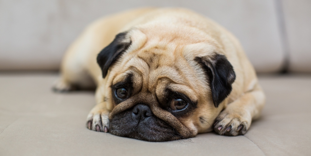 Pets também sofrem com os barulhos dos fogos