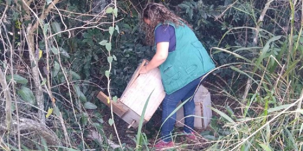 Fiscalização ambiental apreende armadilhas para captura de micos-leões-dourados em Cabo Frio