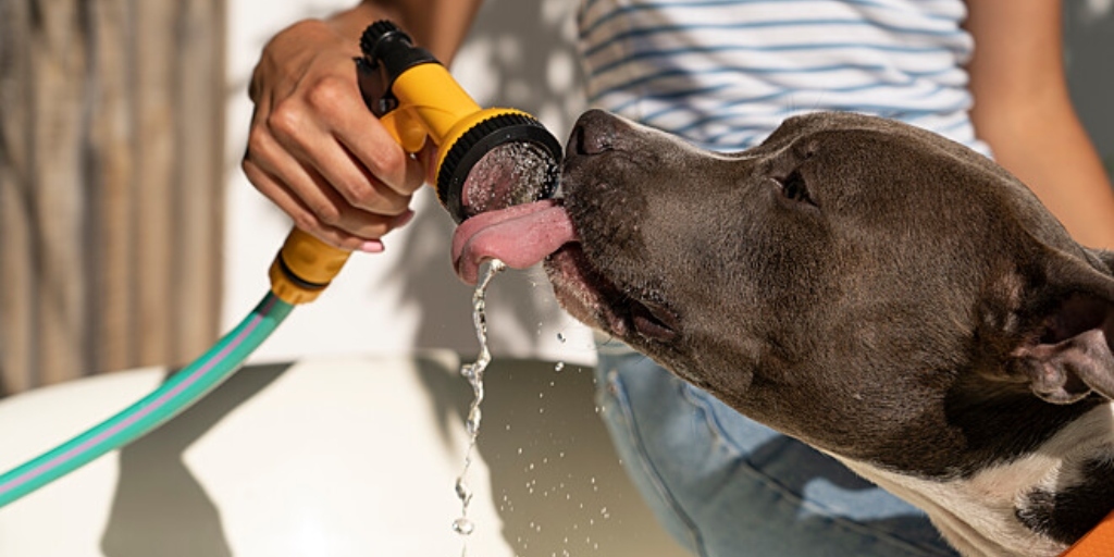 Hidratar os pets é fundamental para garantir a saúde deles durante o calor excessivo