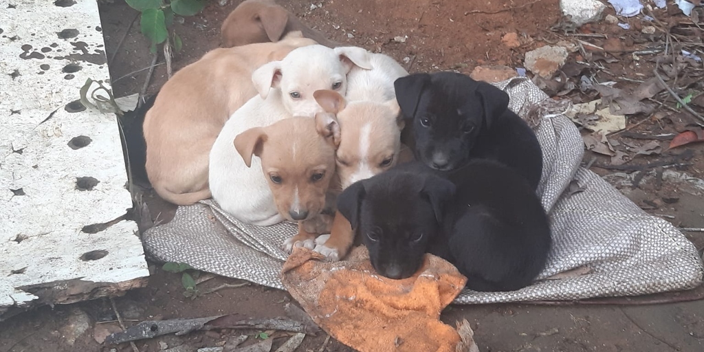 Os filhotes e idosos são os que mais sofrem com o frio