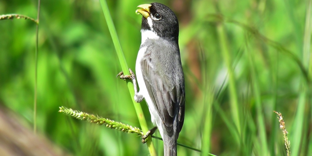 Pássaros apreendidos em Cantagalo são recebidos no Parque Estadual do Desengano