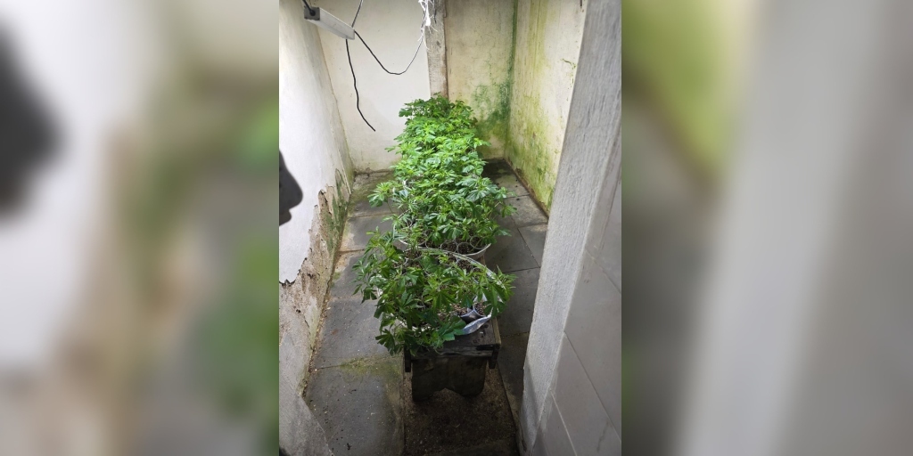 No interior do imóvel, foram encontradas estufas com iluminação para crescimento rápido da planta (2)