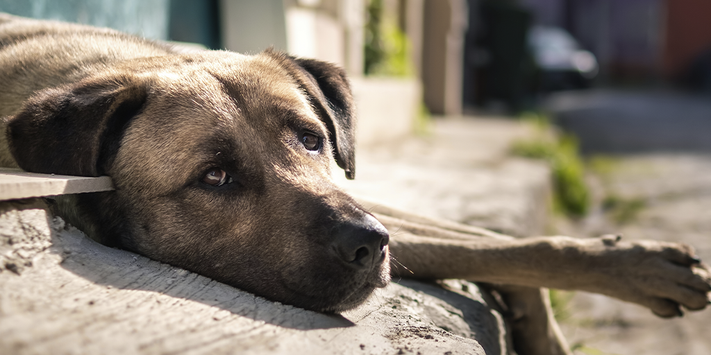 Estudo global revela que cerca de 30 milhões de animais vivem em situação de abandono no Brasil
