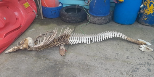 Ossada de golfinho encontrada em Cabo Frio chega ao Museu Nacional e vira objeto de estudos