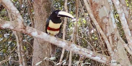 Parque do Mico-Leão-Dourado, em Cabo Frio, recebe visita de pássaros 'parentes' dos tucanos