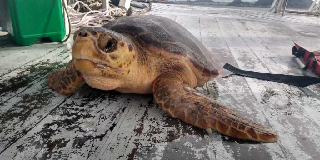 Resgate de tartarugas entre litoral da Região dos Lagos e Norte Fluminense é o maior do Brasil