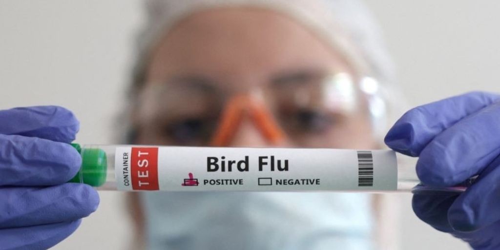 Governo do RJ confirma 1º caso de gripe aviária em ave silvestre encontrada em Cabo Frio