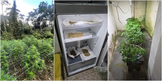 Uma das maiores plantações de maconha da história de Friburgo é descoberta em Galdinópolis; assista vídeo do delegado