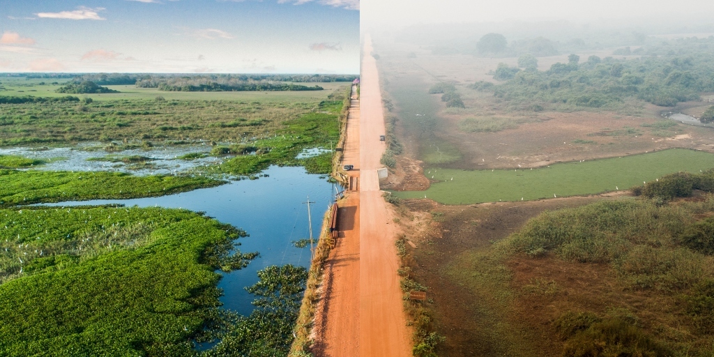 Artistas de Friburgo e da região arrecadam doações para ajudar ONGs do Pantanal