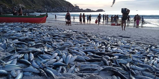 Seis toneladas de peixes são puxadas em rede de uma só vez em Arraial do Cabo; veja o vídeo