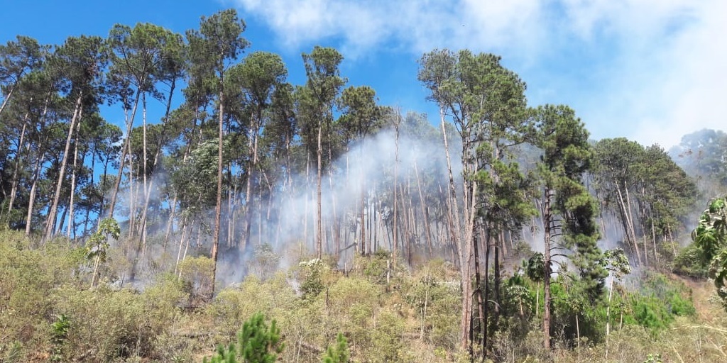 Incêndio avança e atinge 20 hectares de floresta na Via Expressa, em Nova Friburgo