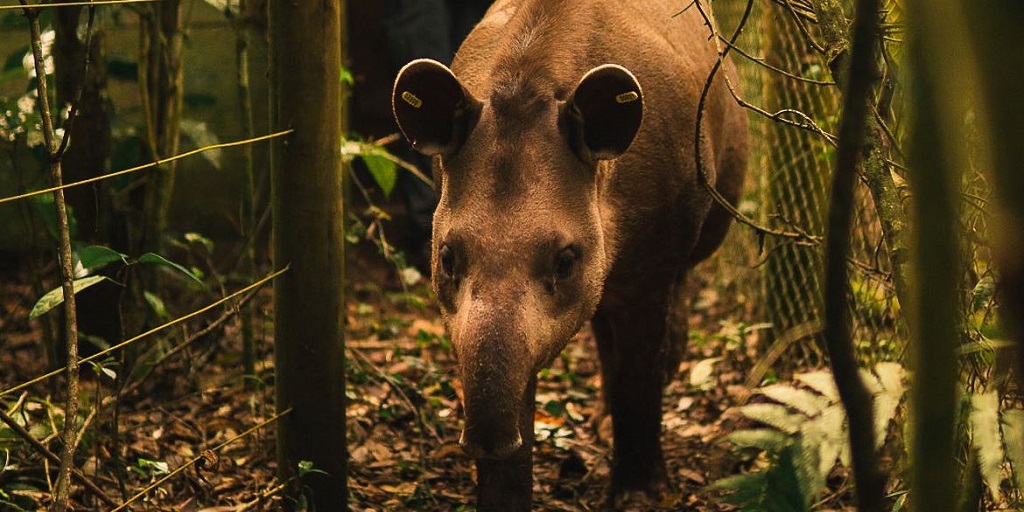 Em processo de extinção, filhote de anta é visto em Cachoeiras de Macacu