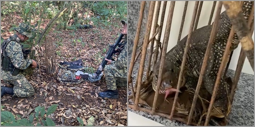 VÍDEO: Lagarto preso em armadilha é resgatado e materiais de caça são apreendidos em Cachoeiras de Macacu