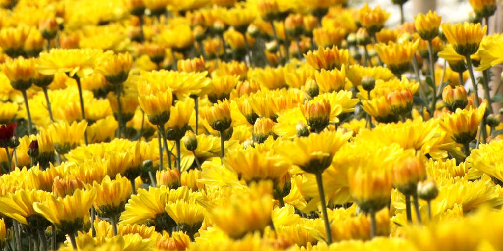 Bem-vinda, primavera! Estação das flores começou nesta segunda-feira