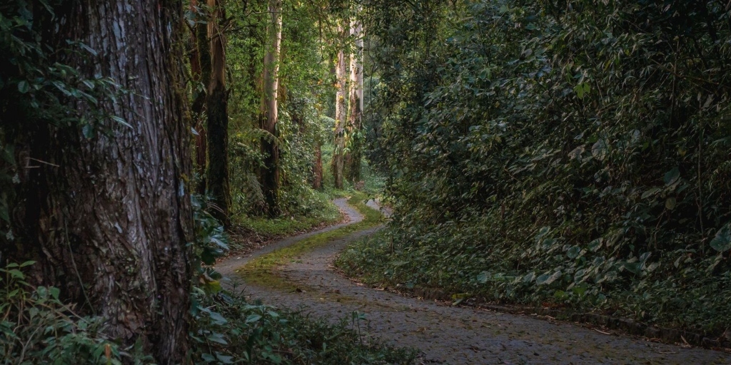 Estrada da torre no bairro Cascatinha, um dos lugares preferidos do guia de turismo em Friburgo