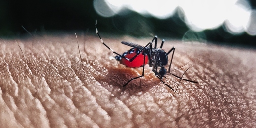 Casos de dengue seguem em alta em todo o estado e sintomas confundem a população