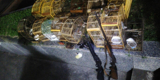 Homem é detido com armas e aves silvestres mantidas em cativeiro em Cachoeiras de Macacu
