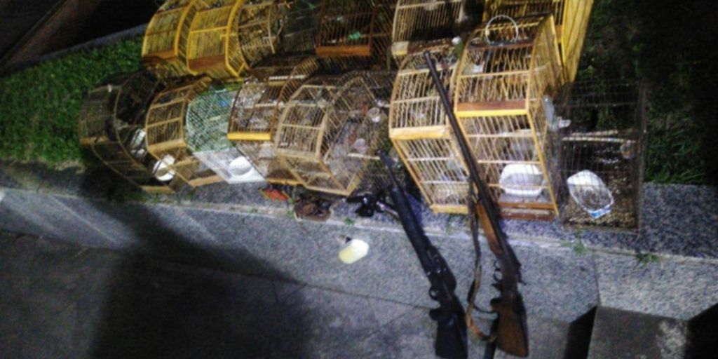 Homem é detido com armas e aves silvestres mantidas em cativeiro em Cachoeiras de Macacu 