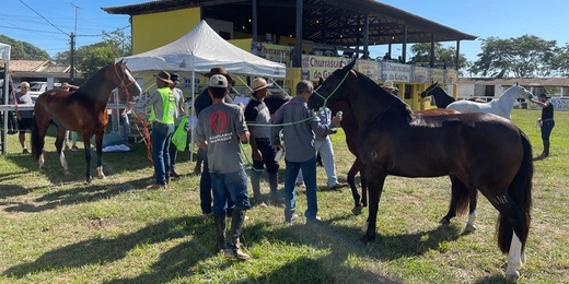 Exposição do Cavalo Mangalarga Marchador começa nesta quinta em Araruama