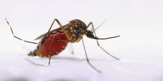 Nova Friburgo terá ações de conscientização sobre o combate ao Aedes aegypti