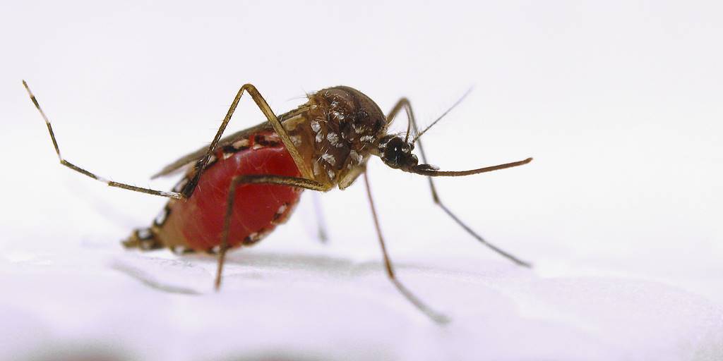 Nova Friburgo terá ações de conscientização sobre o combate ao Aedes aegypti 