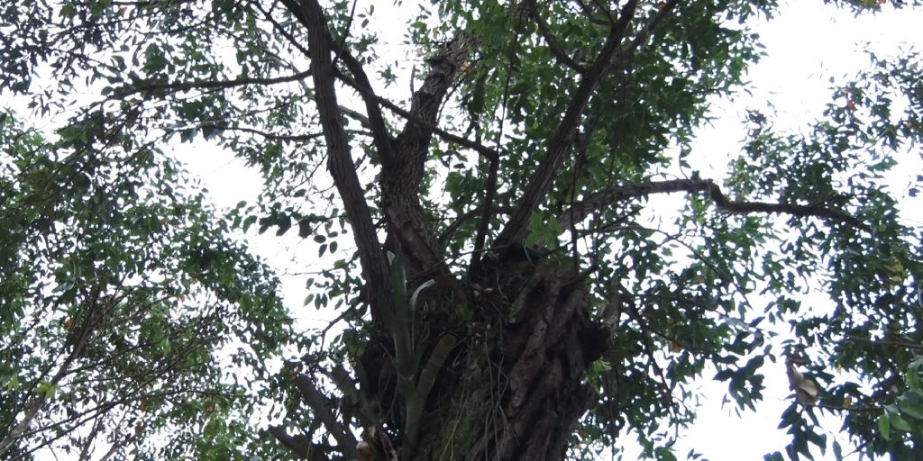 Para podar as partes mais altas das árvores, será utilizada uma escada especial do Corpo de Bombeiros