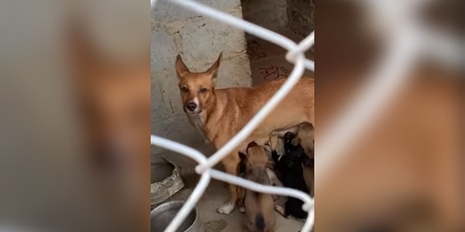 Pelo menos cinco dos 24 cães resgatados em incêndio dentro de casa em Friburgo são adotados