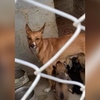 Pelo menos cinco dos 24 cães resgatados em incêndio dentro de casa em Friburgo são adotados