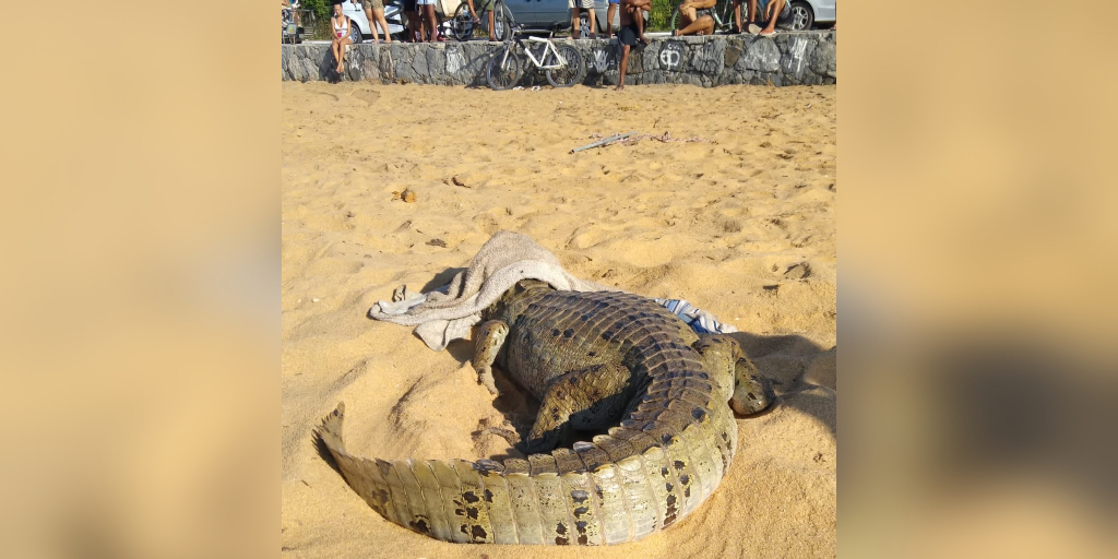 Jacaré é encontrado em praia de Cabo Frio; biólogo explica fenômeno
