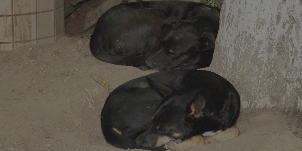 Atualmente existem cerca de 3 milhões de animais abandonados somente no estado do Rio 
