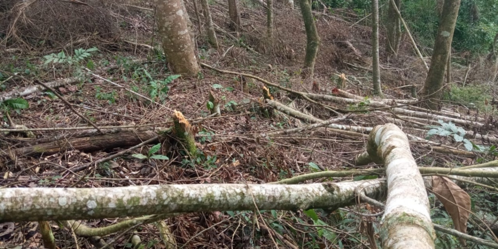 Polícia ambiental encontra 50 árvores cortadas ilegalmente em Nova Friburgo