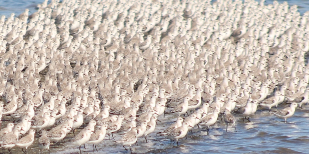 Espetáculo da natureza: milhares de maçaricos-brancos são avistados na Lagoa de Araruama
