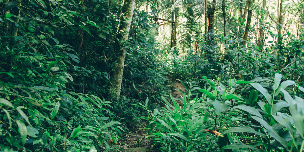 Nova Friburgo possui diversas opções para quem deseja se aventurar no caminho das trilhas