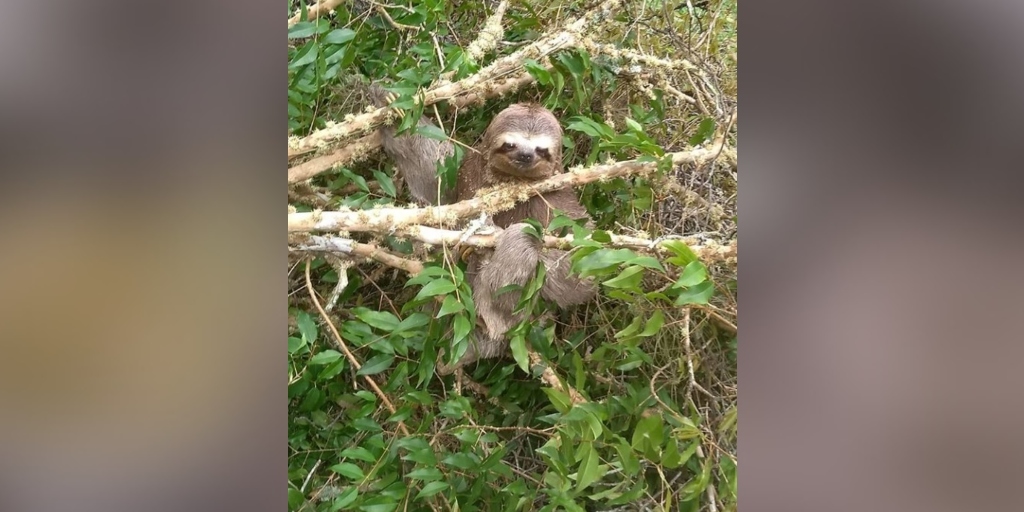 Animal estava perto das casas no bairro Braunes 